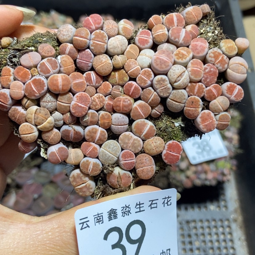 【闪购商品】39红窗切糕