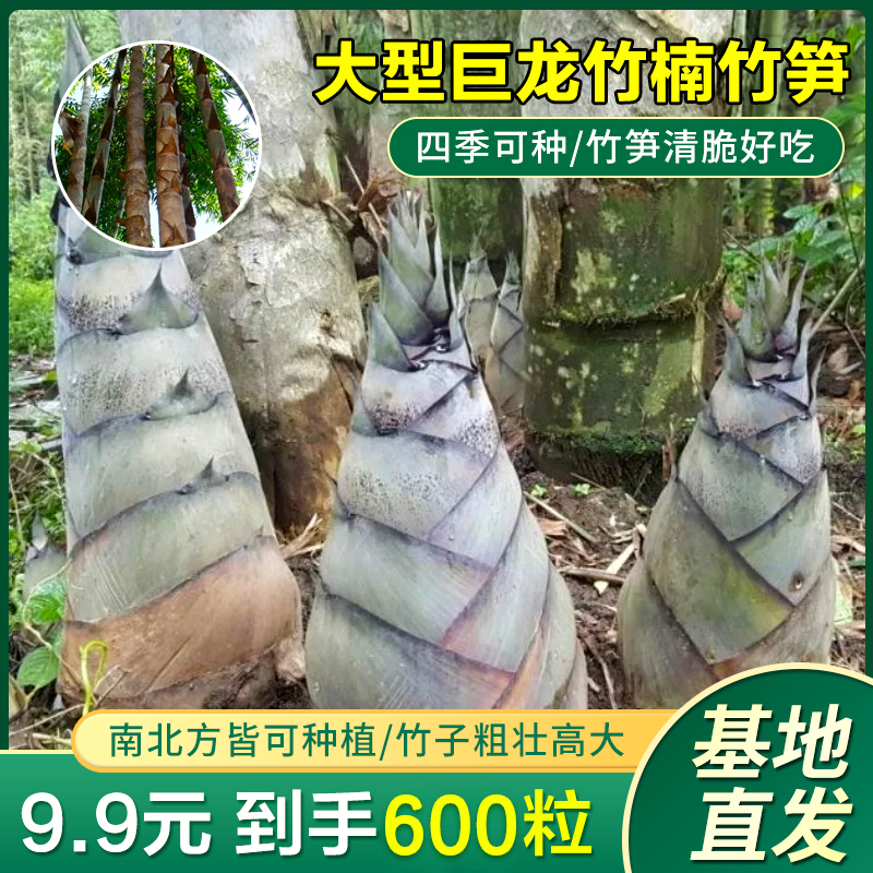 【9.9元600粒】大型巨龙竹楠竹种子 食用竹笋种子 四季庭院室外种植