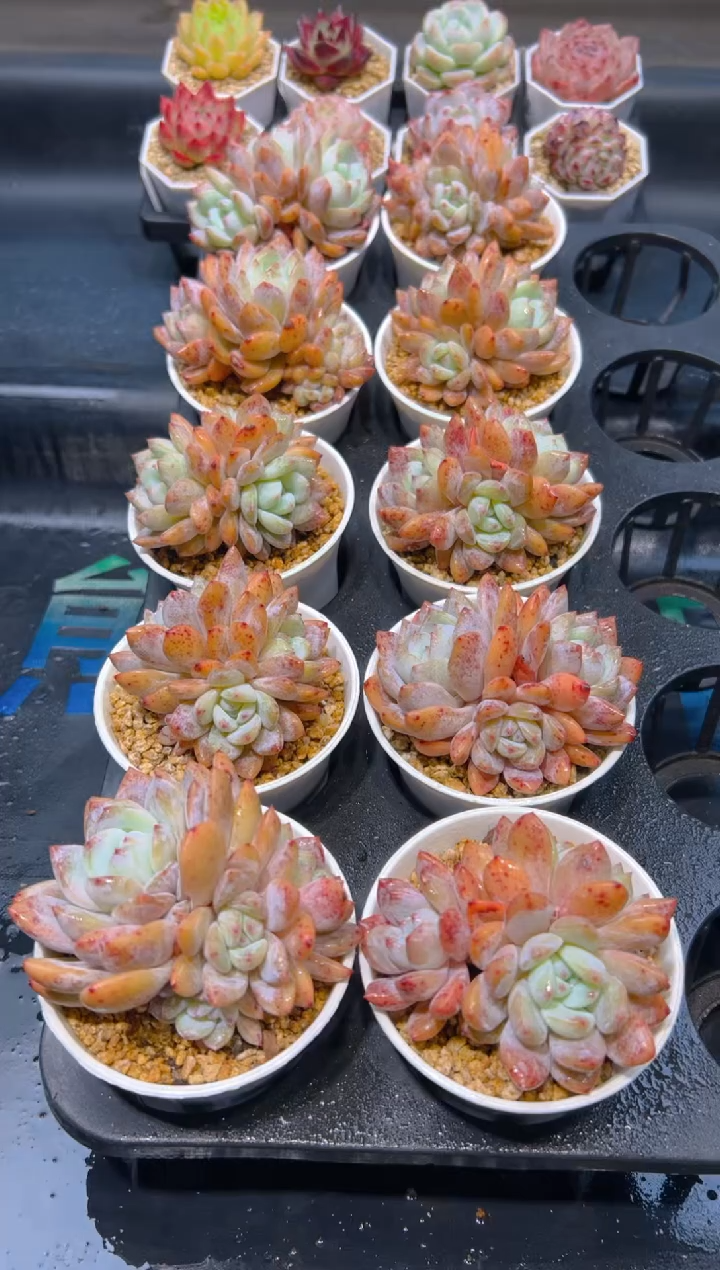【闪购商品】0502-韩版奶油橙群生一颗清货福利