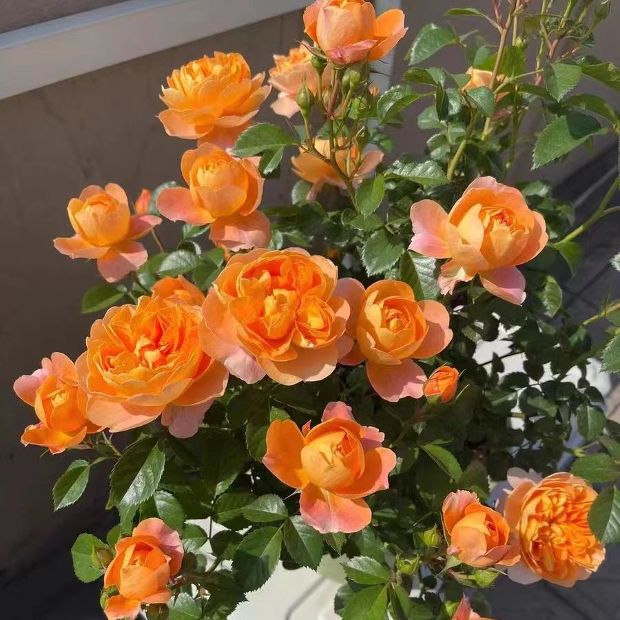 大花浓香多头丰花欧月【果汁阳台】花苗带花苞阳台庭院盆栽地栽四季