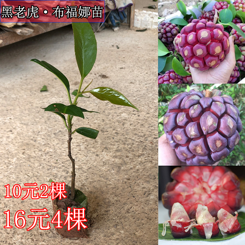 黑老虎果苗 五味子 布福娜大血藤酒饭团爬藤树苗抗霜冻南北方种植