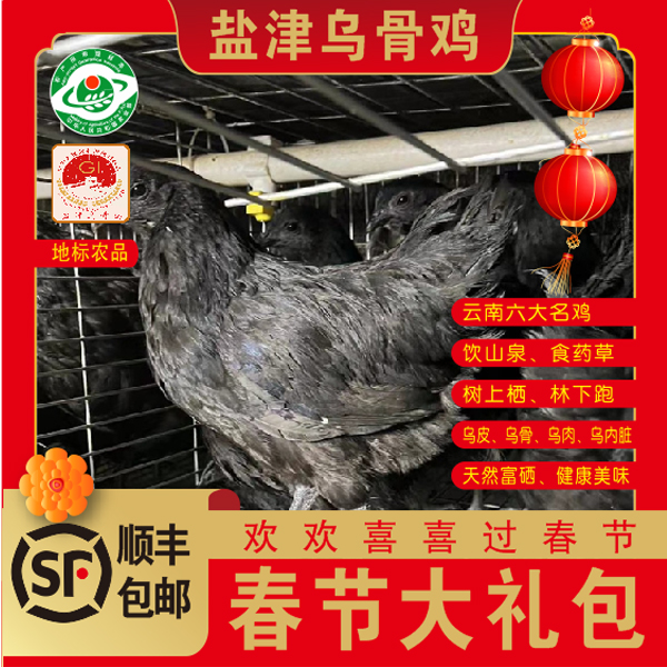 云南深山乌骨鸡2.5斤以上青年鸡顺丰发活鸡散养乌骨土鸡