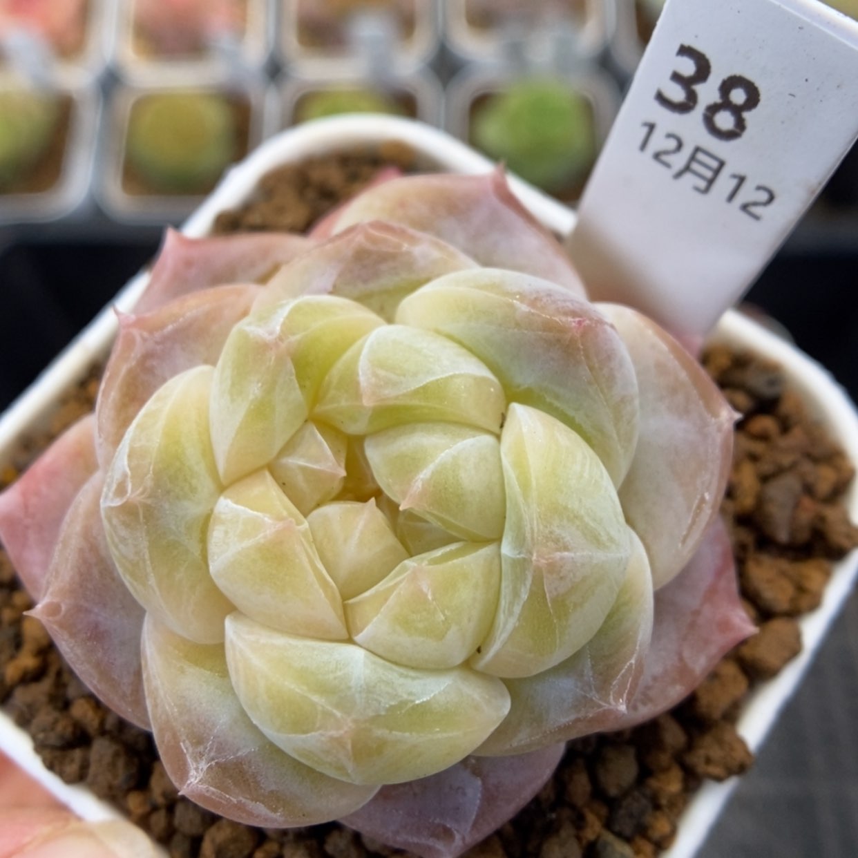 【闪购商品】1212-038