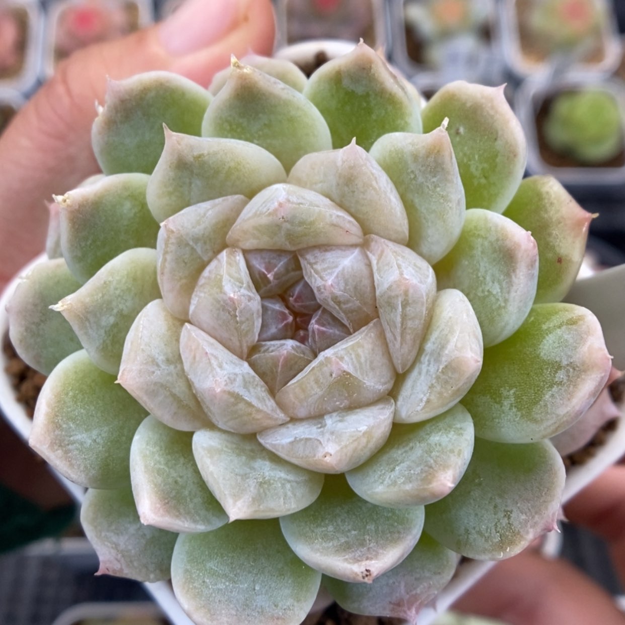 【闪购商品】1212-108