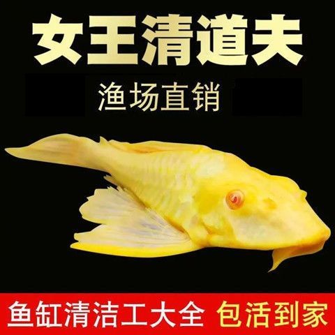 付阮清道夫鱼热带鱼观赏鱼红眼女王大帆鱼缸清洁工清洁鱼清藻类鱼