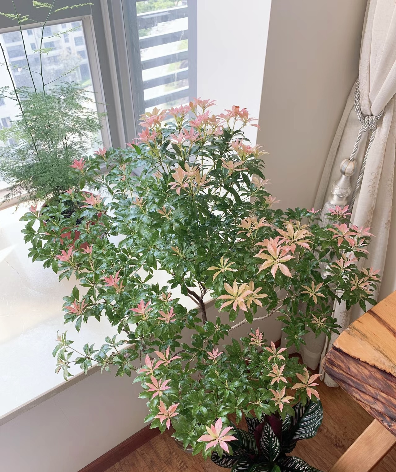 【森夏优选】A-12进口马醉木水培鲜切绿植室内装饰3-6个月花期