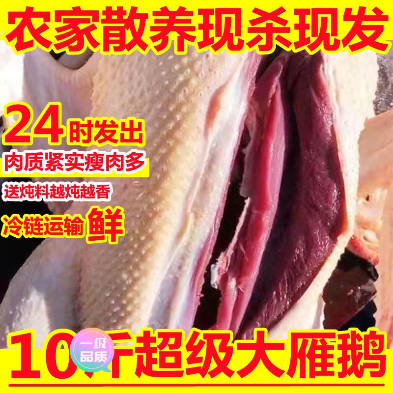 【新店大促】新鲜10斤大鹅现杀大鹅农家散养鹅整只鹅大白鹅老鹅雁