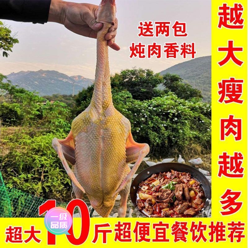 【新店大促】新鲜鹅肉10斤大鹅整只鹅散养鹅农家老鹅大白鹅雁鹅瘦