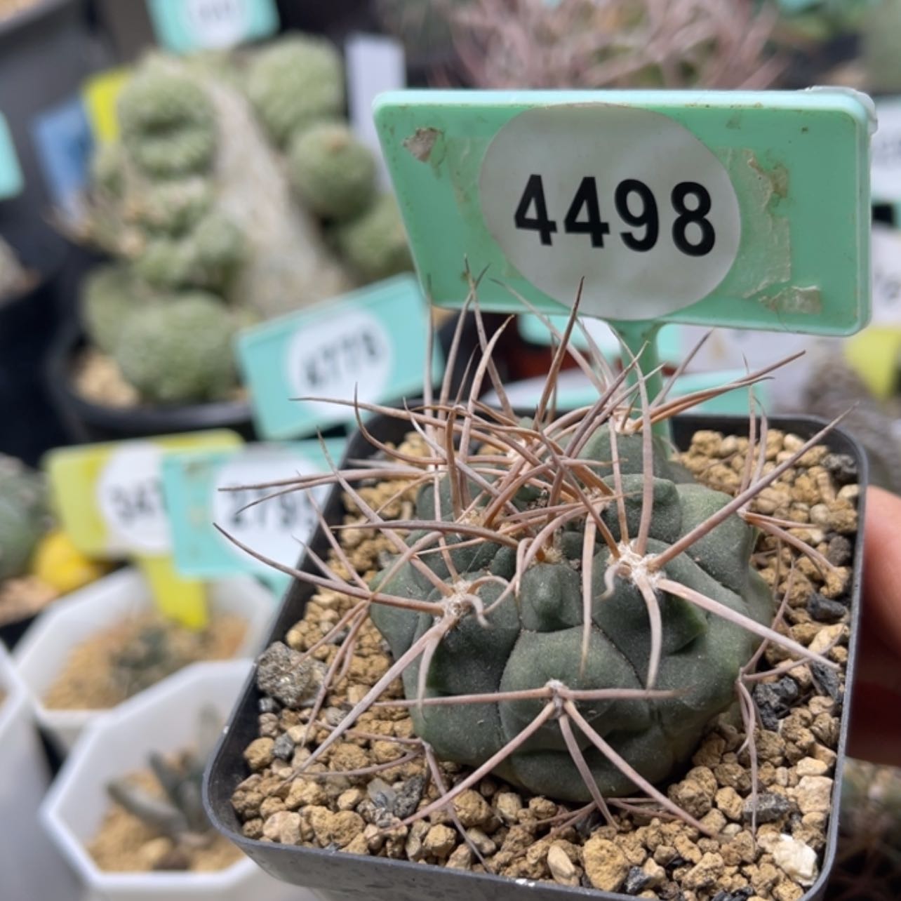 【闪购商品】44984498