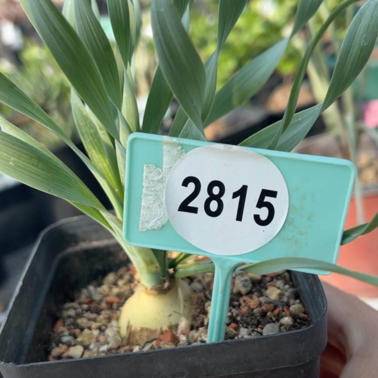 【闪购商品】28152815