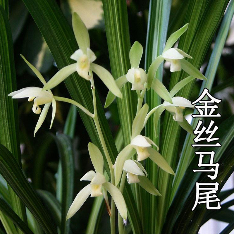 （带花苞）建兰线艺铭品金丝马尾