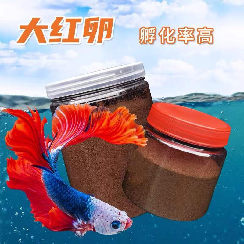 可孵化大红卵 孵化率高 95%的孵化率 观赏鱼开口饲料
