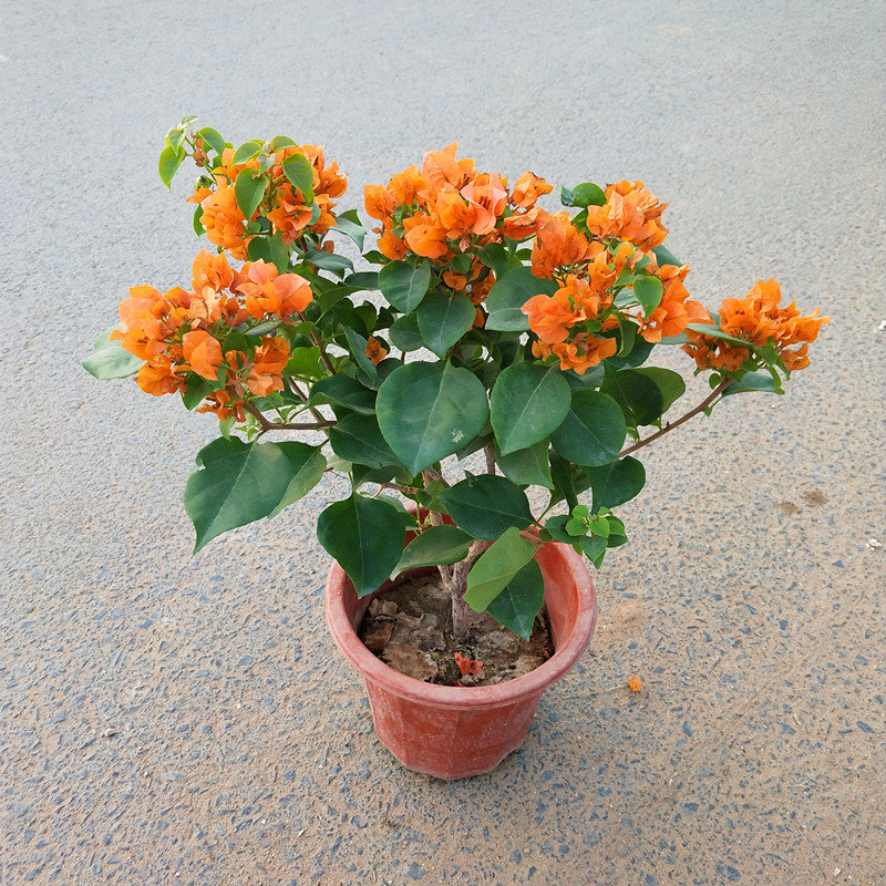 三角梅盆栽大苗带花发货盆景 绿叶橙 绿植四季常青开花不断